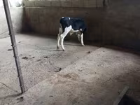 Buğa, Russian Black pied cattle — foto 1