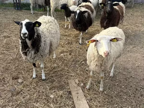 Widder, Dorper sheep