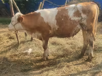 İnək, Simmental cattle — foto 1