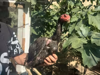 Chickens — photo 2
