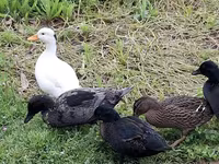 Ducks — photo 1