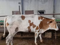 母牛, Simmental cattle — 照片 2