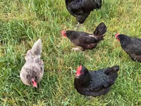 Australian Pit Game fowl — photo 4