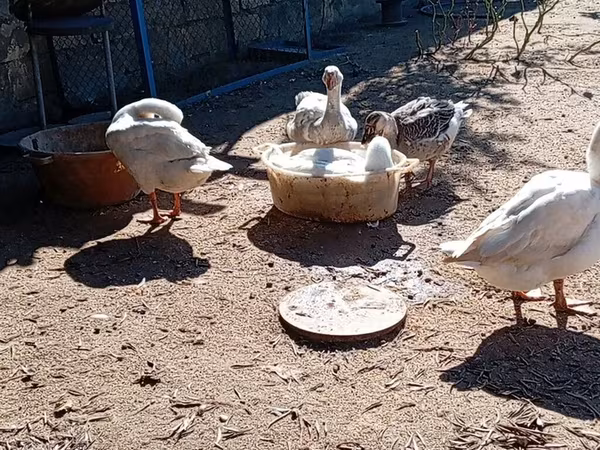 Geese — Azərbaycan