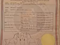 Madyan, Dutch warmblood horse — foto 2