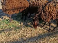 Qoç, Qoyunlar — foto 2