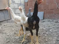 Chickens — photo 2