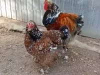 Brahma — Foto 5
