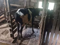 Vaca, Raza Holstein — foto 4