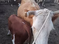 母牛, Cattle — 照片 4