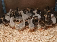 Guinea fowl — photo 1