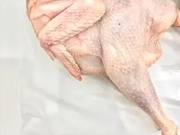 Տնական աքլորի միս