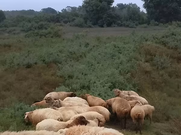 Ovelhas (lote, sexo não especificado), Ovelhas