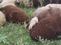 Cabra, Cabras — foto 2