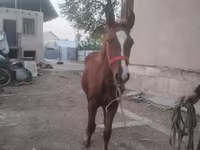Cavalo, Russian Don — foto 2