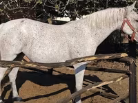 Égua, Lipizzaner — foto 3