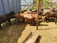 كبش, Gorkov sheep — الصورة 3