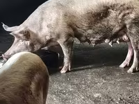 Säue, Schweine — Foto 2
