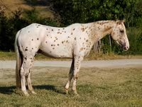 Hengst, Appaloosa — Foto 3