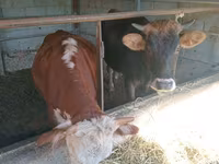 Cow, Simmental cattle — photo 2