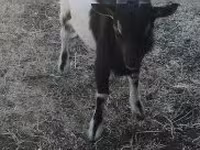 बकरा, Nigerian dwarf goats — फ़ोटो 1