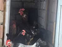 Chickens — photo 2
