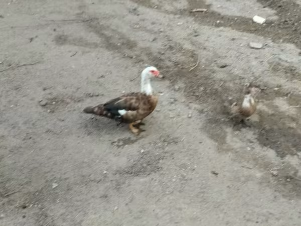 Domestic Muscovy — Azerbaijan