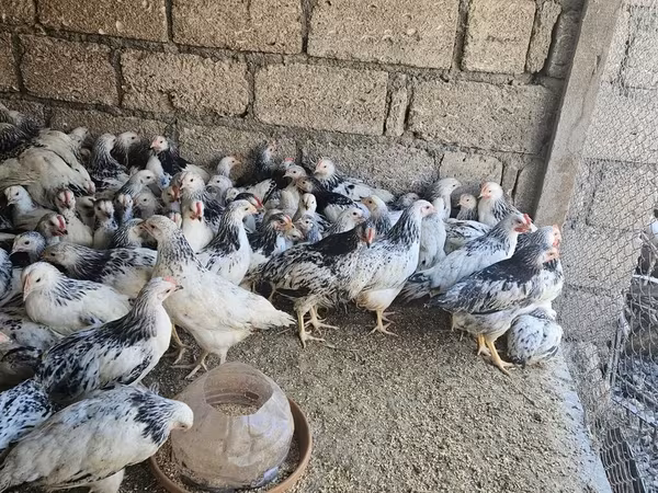 Chickens — Azerbaijan