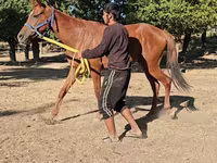 Кобила, Arabian horse — фото 5