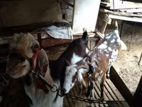 Dişi keçi, Beetal goats — foto 6