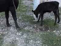 Cow, Cattle — photo 1