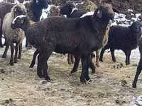 Baran, Hissar sheep — zdjęcie 3