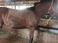 母马, Thoroughbred horse — 照片 8