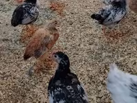 Chickens — photo 5