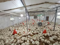 Chickens — zdjęcie 7