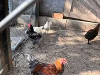 Marans — 7-rasm