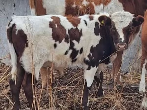 Byk, Simmental cattle
