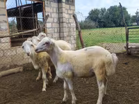 Qoç, Qoyunlar — foto 3