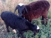 Sheep (batch, sex not specified), Sheep — photo 3