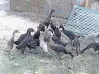 Індійська бігова — фото 2