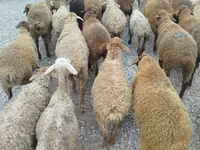 Schaf, Schafe — Foto 2