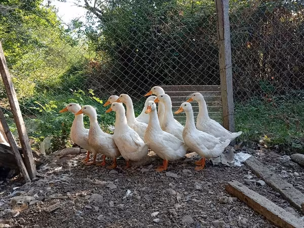 Ducks — Azerbaijan