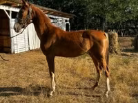 Klisna, Dutch warmblood horse — foto 1