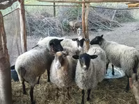 भेड़, Romanov sheep — फ़ोटो 1