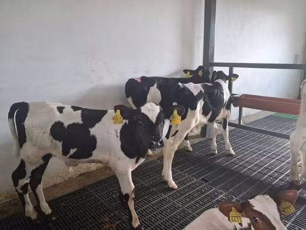 Toro, Russian Black pied cattle
