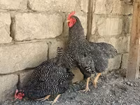 Slovenian Barred Hen — foto 1