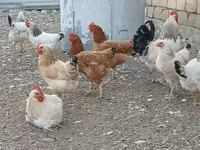لاكنفيلدر — الصورة 2