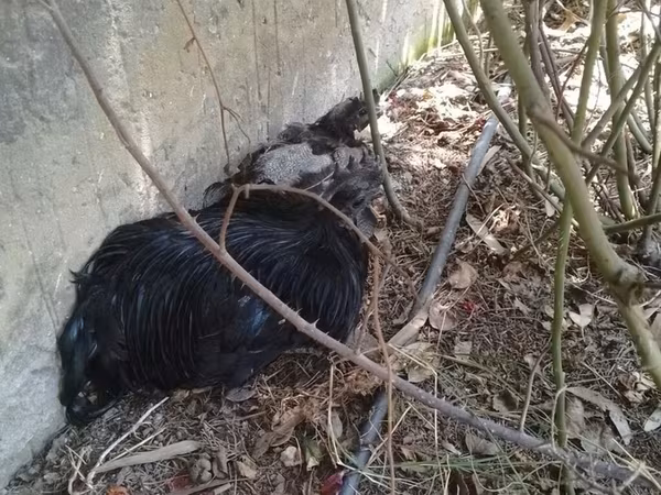Chickens — Azərbaycan