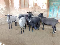 Ovce, Romanov sheep — foto 6