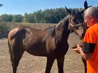Égua, Nonius horse — foto 2